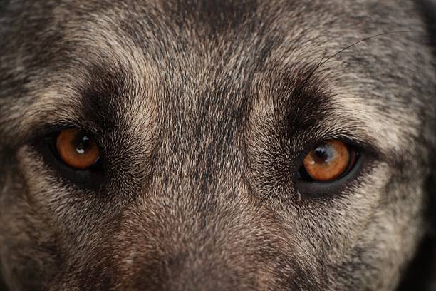 istock close-up eyes from dog 529273147