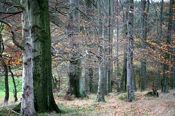 bosque autumnal beech - herbstwald fotografías e imágenes de stock
