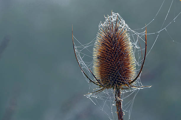 wild teasel head with cobwebs and glittering dew drops, copy space in the blurred background