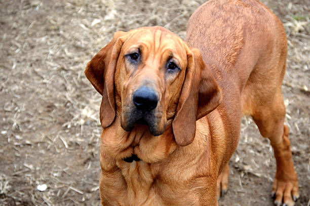 Bloodhound Puppy A ten month old bloodhound puppy bloodhound stock pictures, royalty-free photos & images