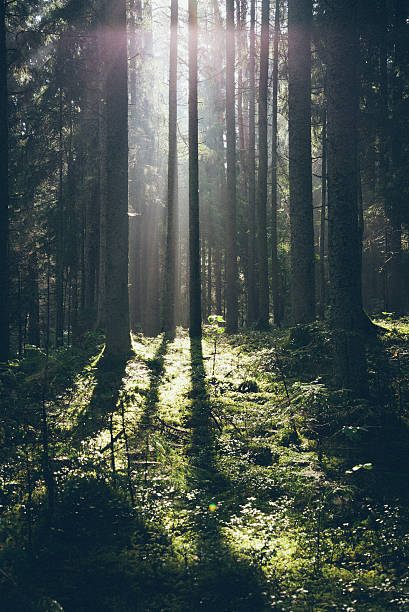 istock forest road with sun rays in the morning. Retro grainy 529278401