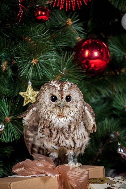 istock Tawny or Brown Owl, Strix aluco, 529278571