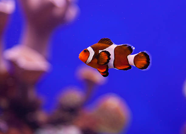 istock Clown fish in aquarium water 529278811