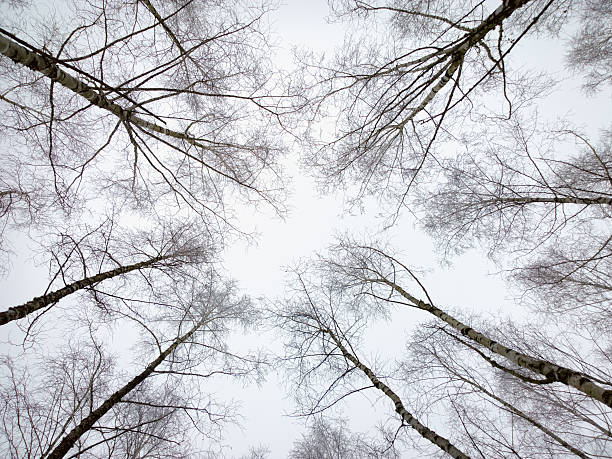 birch na niebo w tle. - mobilestock horizontal branch tree trunk zdjęcia i obrazy z banku zdjęć