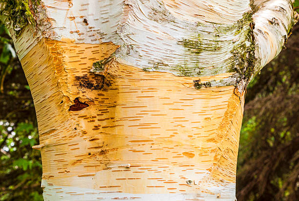 istock detail of birch tree bark 529278869
