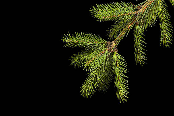 istock Spruce branch on a black background 529278871