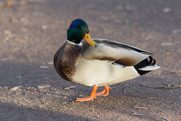 istock portrait of a duck 529313209