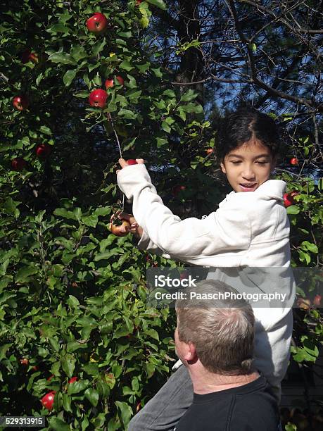 Apple Picking 5 Stock Photo - Download Image Now - Adult, Apple Tree, Child