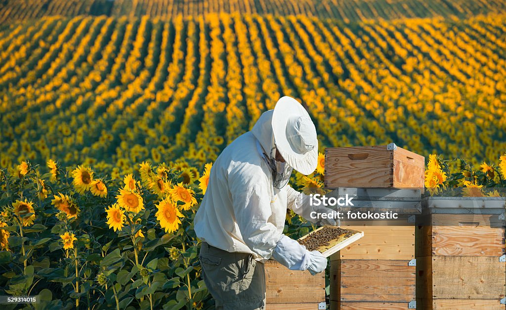 Beekeeper working Beekeeper working in the field of sunflowers Beekeeper Stock Photo
