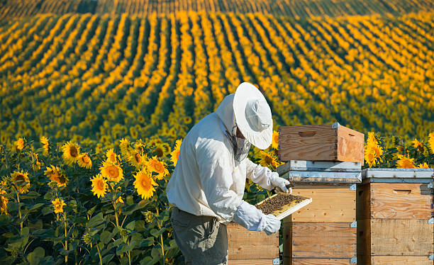 Beekeeper working Beekeeper working in the field of sunflowers beekeeper photos stock pictures, royalty-free photos & images