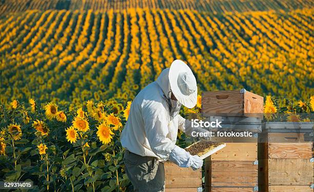 Beekeeper Working Stock Photo - Download Image Now - Beekeeper, Apiculture, Adult
