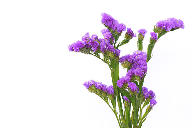 Macro shot of statice flowers isolated on white background stock photo