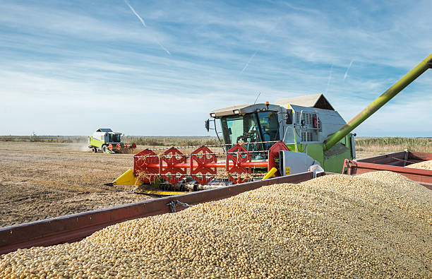 istock Harvesting of soy bean 529314239