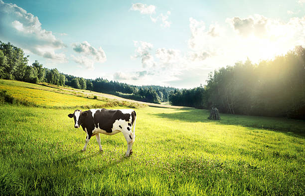 vaca pasto em uma clareira - meadow cloudscape cloud landscaped imagens e fotografias de stock