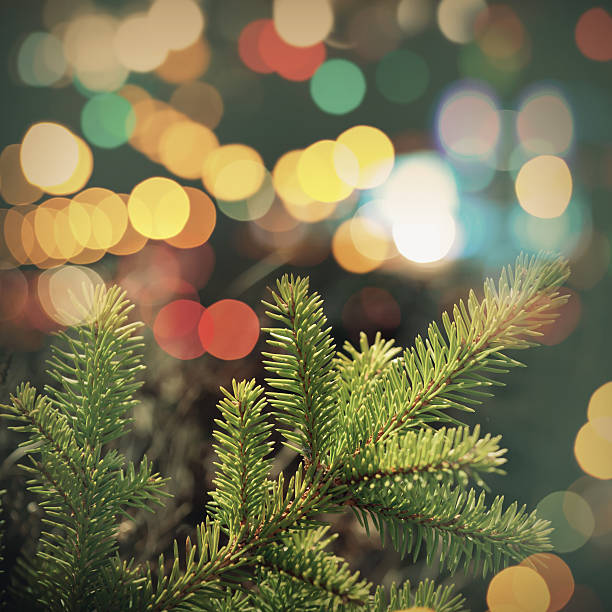 istock Spruce tree branch closeup photo with colorful lights bokeh 529314947