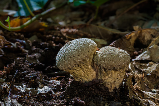 Small mushrooms growing in the forest floor.