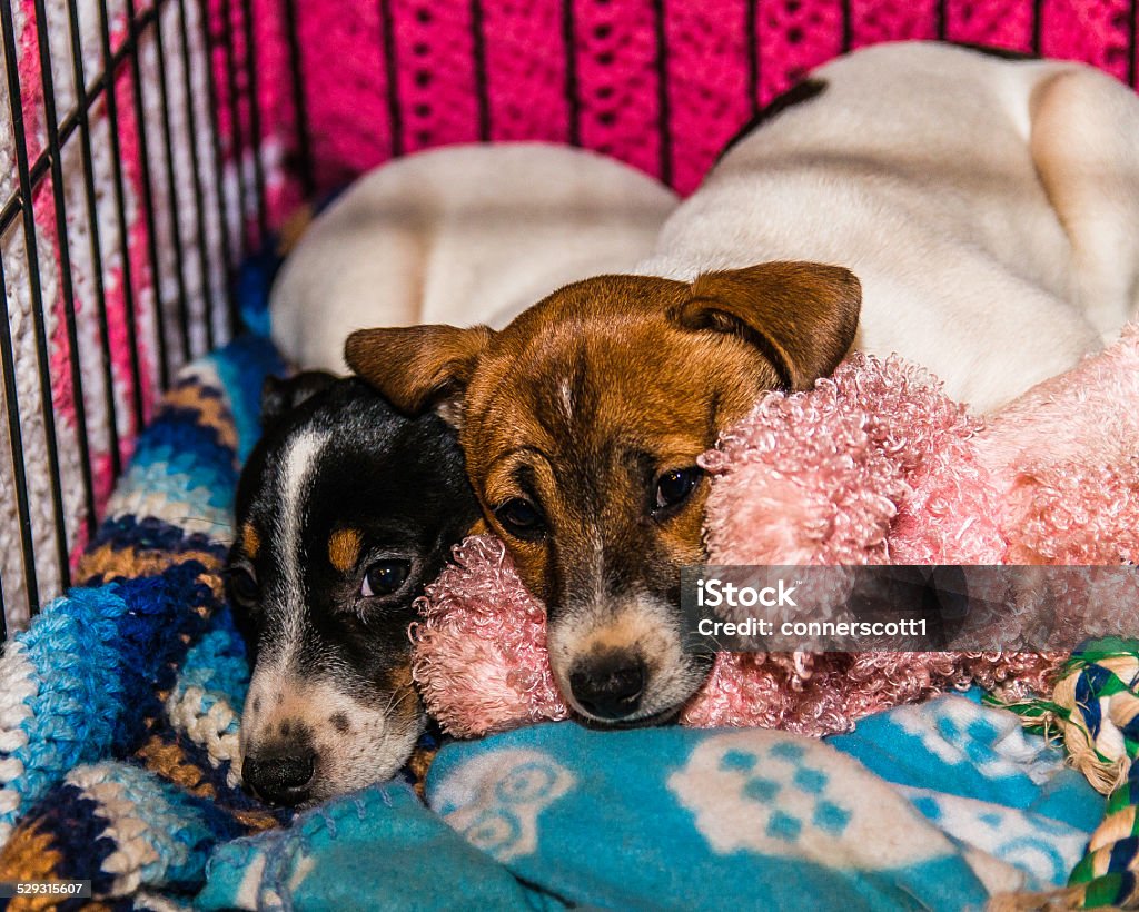 Jack Russell Terriers Puppies Ready For A Nap These Jack Russell Puppies are tired out.   They are only a couple months old here. Animal Stock Photo