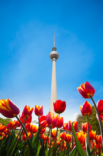 Berliner Fernsehturm view from below with red tulips in Berlin, Germany