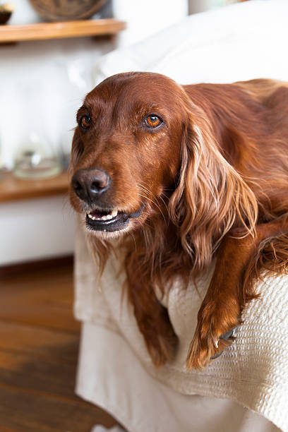 Irish Setter on a couch looking at camera Irish sette sitting in a chair looking at the camera irish red and white setter stock pictures, royalty-free photos & images