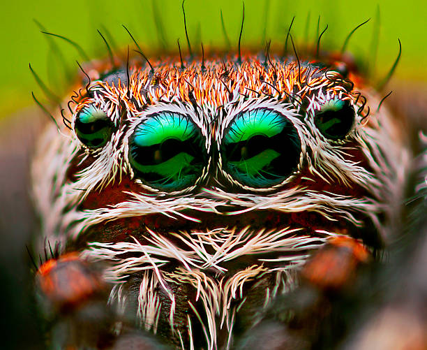 istock Eyes of a Jumping spider 529316643