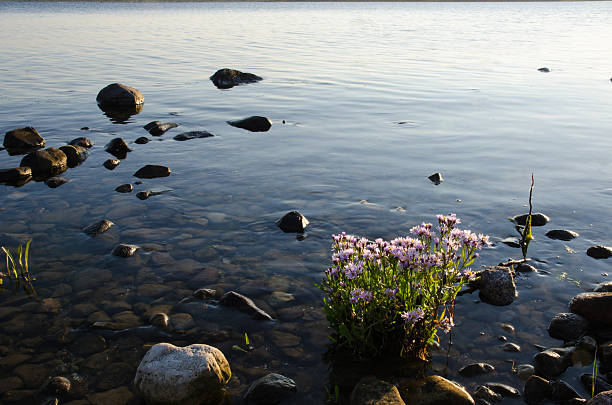 Sea Aster plant in late evening sun by a rocky coast