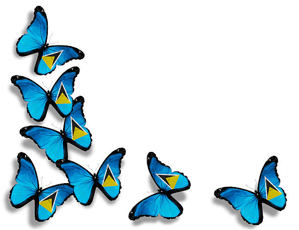 istock Saint Lucia flag butterflies, isolated on white background 529326811
