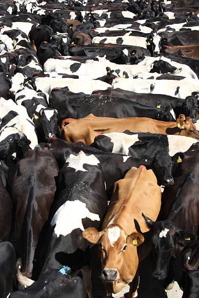 istock Cows waiting in the yard 529327519