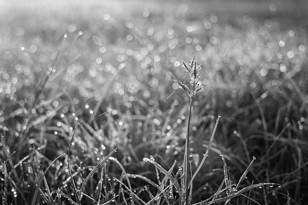 istock flowering grass with bokeh in black and white 529328213