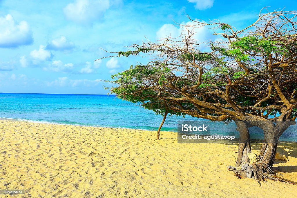 Divi Tree, Arashi beach in Aruba, Caribbean Sea You can see my collection of photos of stunning Island of Aruba and Mexico (Cancun & Riviera Maya) stunning Beaches and culture, sunrises, sunsets, and much others!!) in the following link below:  Arashi - Aruba Stock Photo