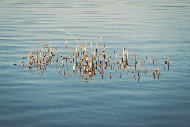 istock Forest Lake with reflections and blade of grass. vintage 529329373