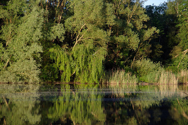 istock Edge of a lake 529329875