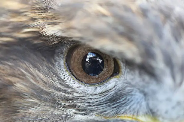 Photo of The One Eye of Eagle