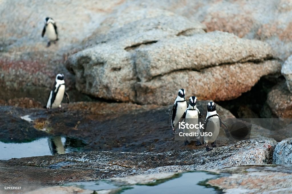 African penguins.  The African penguins (Spheniscus demersus), also known as the jackass penguin and black-footed penguin is a species of penguin Africa Stock Photo