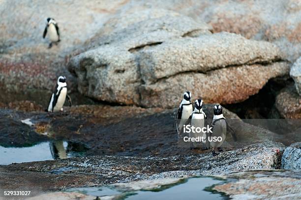 African Penguins Stock Photo - Download Image Now - Africa, Animal, Animal Wildlife