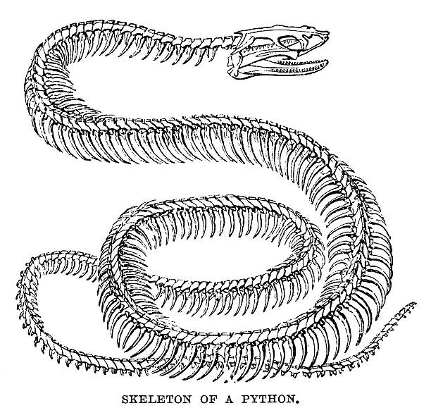 Python Skeleton An engraved image of a python skeleton from the book 'The Handy Natural History' by J G Wood, published by The Religious Tract Society in 1886. The illustrator is unknown snake anatomy stock illustrations