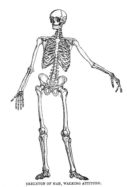 Human Skeleton An engraved image of a human skeleton of a man walking attitude, from the book 'The Handy Natural History' by J G Wood, published by The Religious Tract Society in 1886. The illustrator is unknown drawing of rib cage anatomy stock illustrations