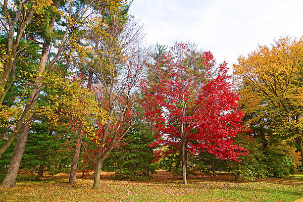 istock Autumn in the city park. 529331913