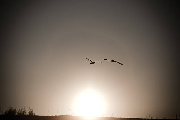 istock birds flying over the sunset in winter. vintage 529332009