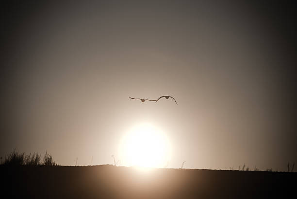 istock birds flying over the sunset in winter. vintage 529350945