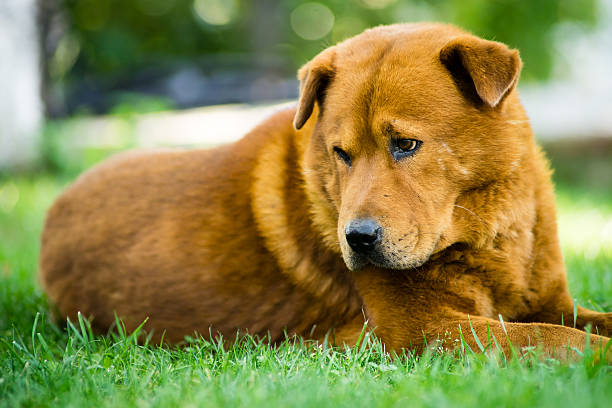 puppy stock photo