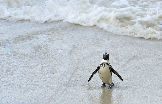 istock African penguin  at the Beach. 529352055