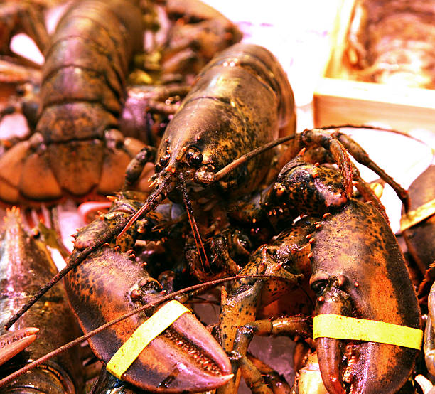 istock Lobster Homarus gammarus Nephropidae 529352087