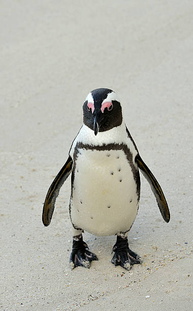 istock African penguin  at the Beach. 529352183