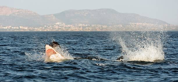 istock Hunting of a Great White Shark 529352235