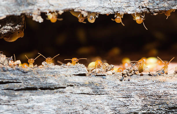 termite Termites are nesting in the timber. termite stock pictures, royalty-free photos & images