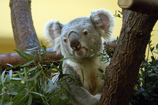 Big Koala in Taronga Zoo in Sydney