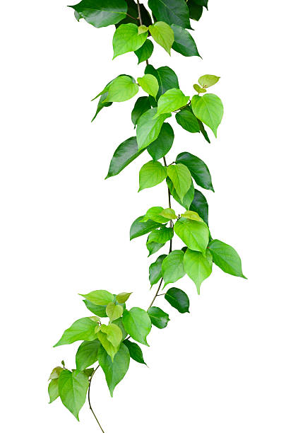 istock Beautiful Green leaves isolated on white background 529352425