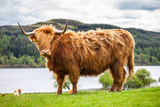 istock King of the Meadow - Incredible Scottish Cattle 529355897