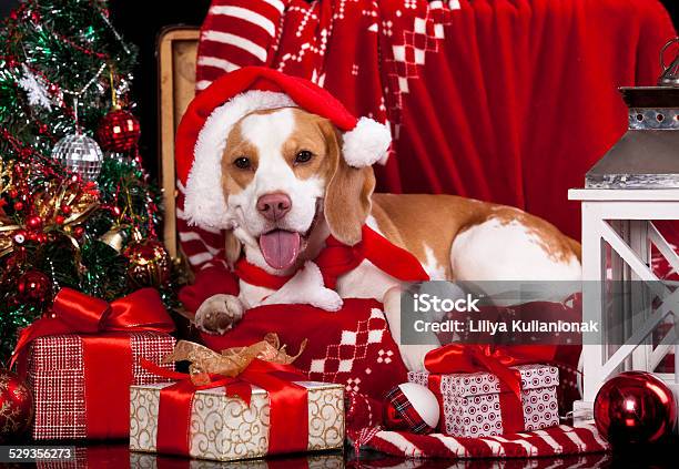 Beagle Dog And Present Stock Photo - Download Image Now - Animal, Beagle, Box - Container