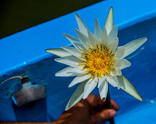 istock Lily of the water 529356489
